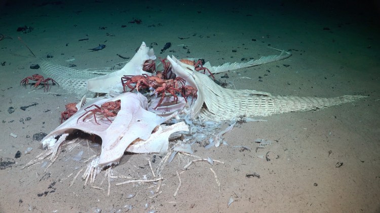 Red crabs scavenge on the white cartilaginous remains of a large ray on the ocean floor.