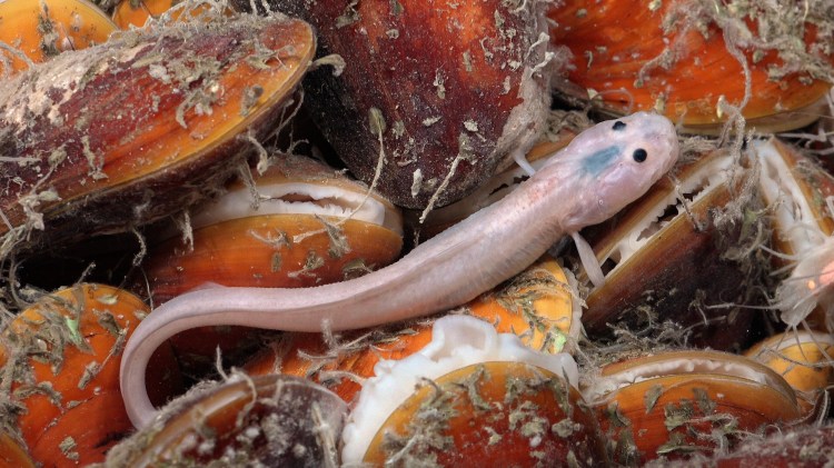 A pinkish-white, elongated fish with dark eyes rests among open, orange-shelled mollusks covered in tubeworms