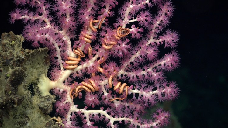 A vibrant purple coral with delicate, branching structures hosts several coiled, reddish-brown brittle stars clinging to its branches.